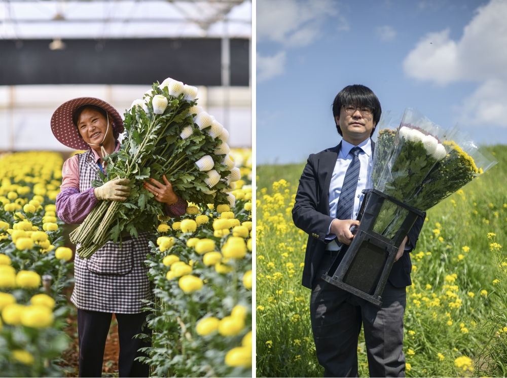 這張拼版照片中，左圖為2023年3月22日在中國云南省開遠(yuǎn)市，花農(nóng)李蘭英在采摘鮮花；右圖為2023年4月3日在日本埼玉縣三鄉(xiāng)市，經(jīng)營花卉公司的小西武為訂貨的花店送花。中國云南有著亞洲最大的鮮切花交易市場，一年可以賣出110億枝鮮切花。春季云南大量鮮花進(jìn)入盛花期，各類鮮花通過冷鏈物流陸續(xù)進(jìn)入日本市場，成為當(dāng)?shù)厝松畹拿利慄c(diǎn)綴。