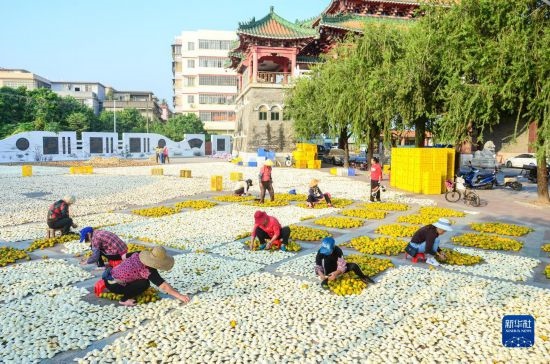 11月25日，在廣東省江門(mén)市新會(huì)區(qū)一處空地，人們對(duì)新會(huì)柑皮進(jìn)行翻皮晾曬。