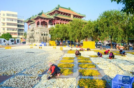 11月25日，在廣東省江門(mén)市新會(huì)區(qū)一處空地，人們對(duì)新會(huì)柑皮進(jìn)行翻皮晾曬。