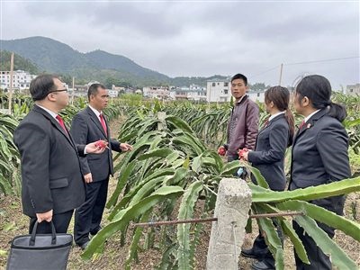  圖④：岑溪法院糯垌法庭法官深入轄區(qū)火龍果基地調(diào)研。