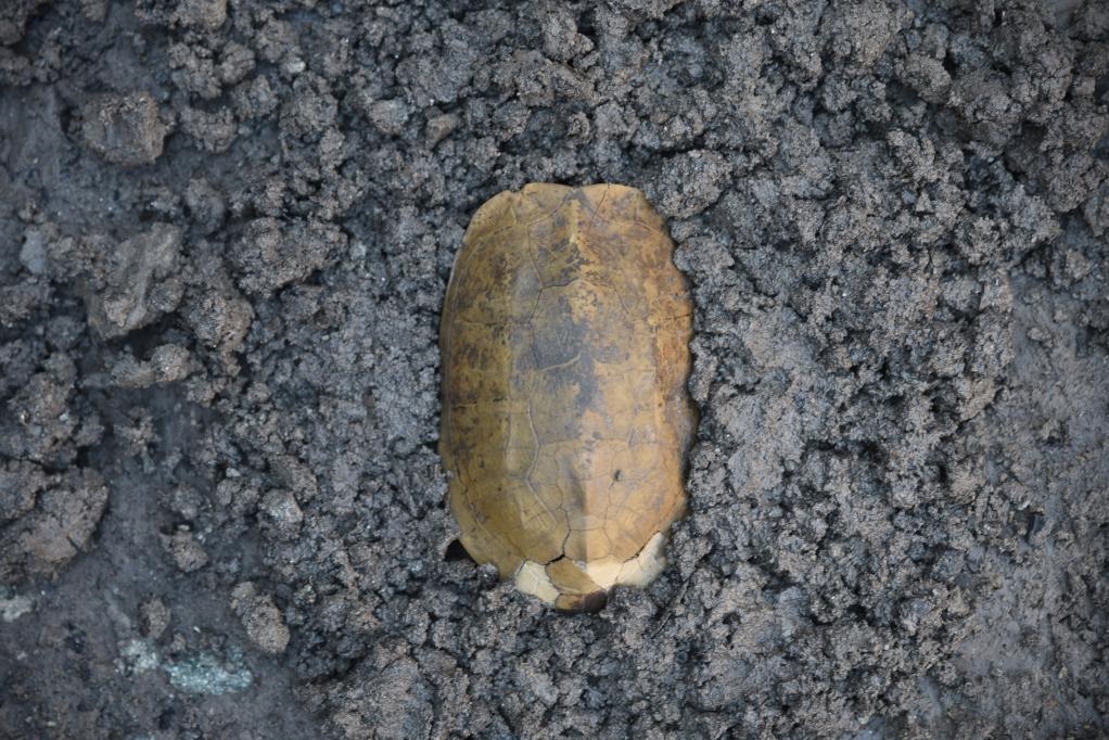 汶溪遺址出土的河姆渡文化早期完整龜甲。寧波市文化遺產(chǎn)管理研究院供圖