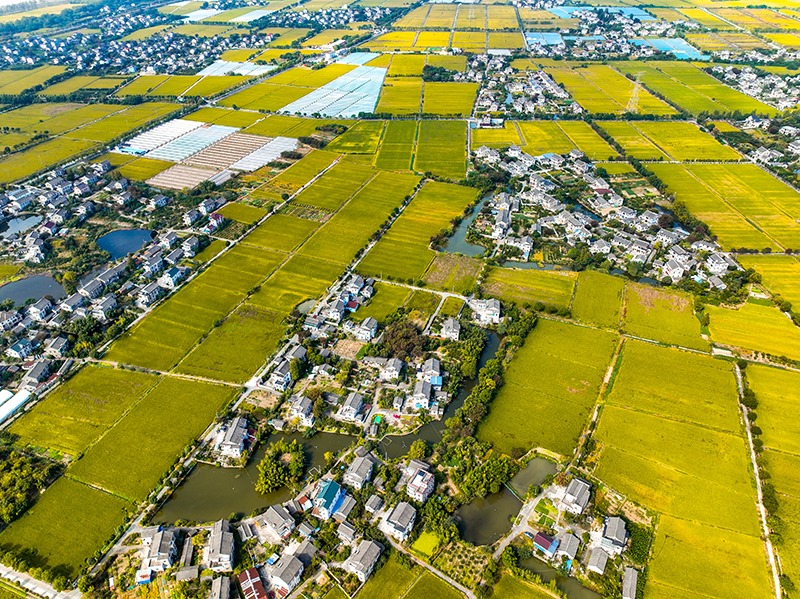 2023年10月22日，浙江海寧市黃灣鎮(zhèn)，金秋時節(jié)，金黃色的稻田與美麗鄉(xiāng)村構(gòu)成一幅寧靜祥和的畫卷。