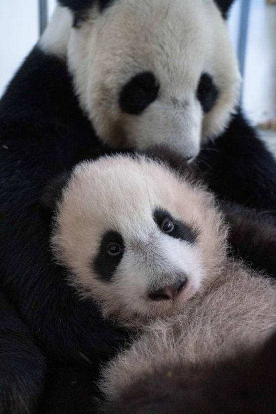  這是2023年12月21日在俄羅斯莫斯科動物園拍攝的大熊貓幼崽“喀秋莎”（前）和大熊貓媽媽“丁丁”在一起的照片。新華社發(fā)（莫斯科動物園供圖）