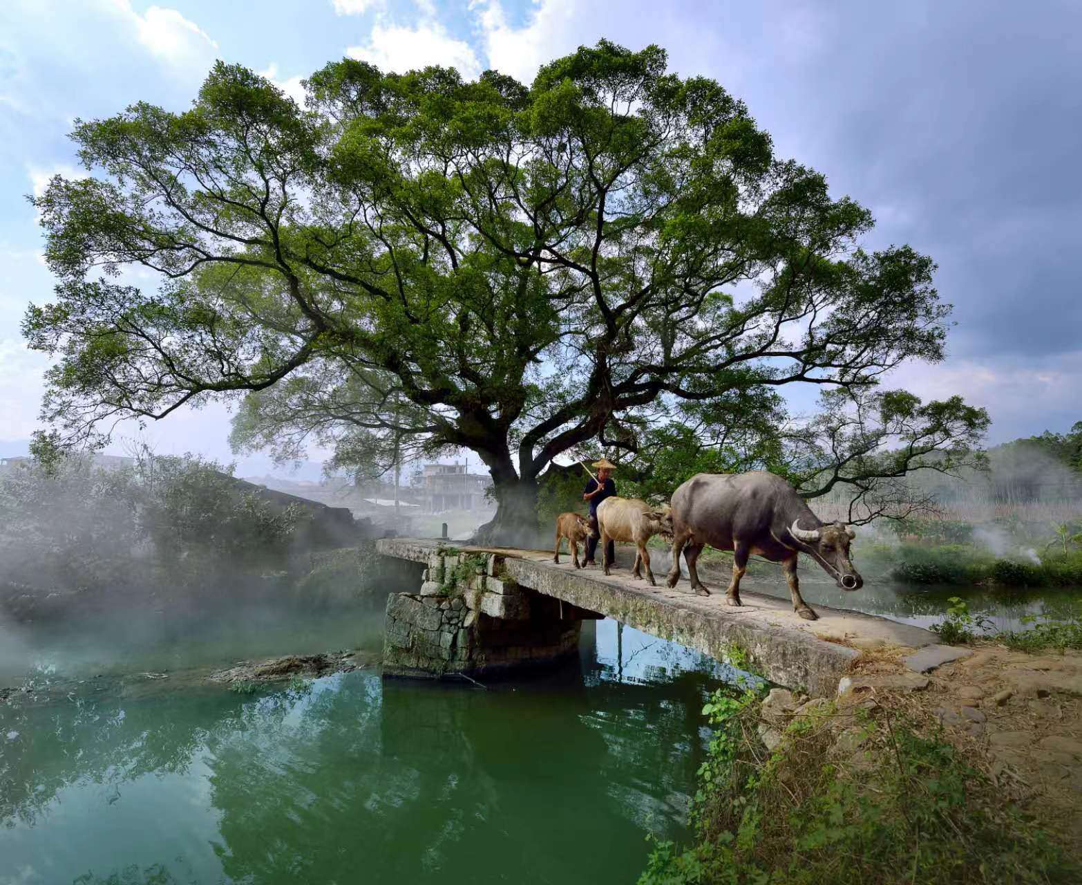 鹿鳴橋。(鄭紀人物處配圖) 張穎 攝