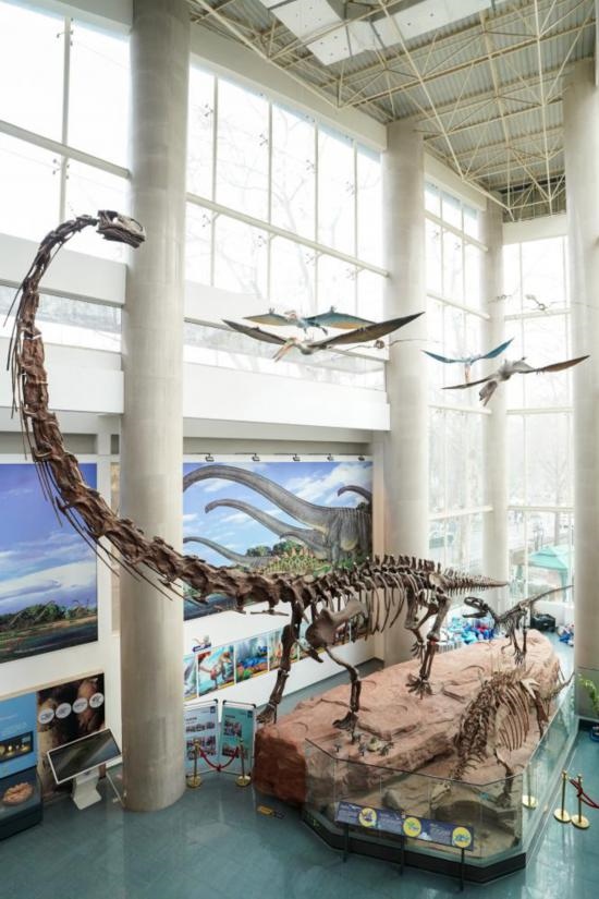 南京古生物博物館展出的馬門溪龍模型。新華社記者李博 攝