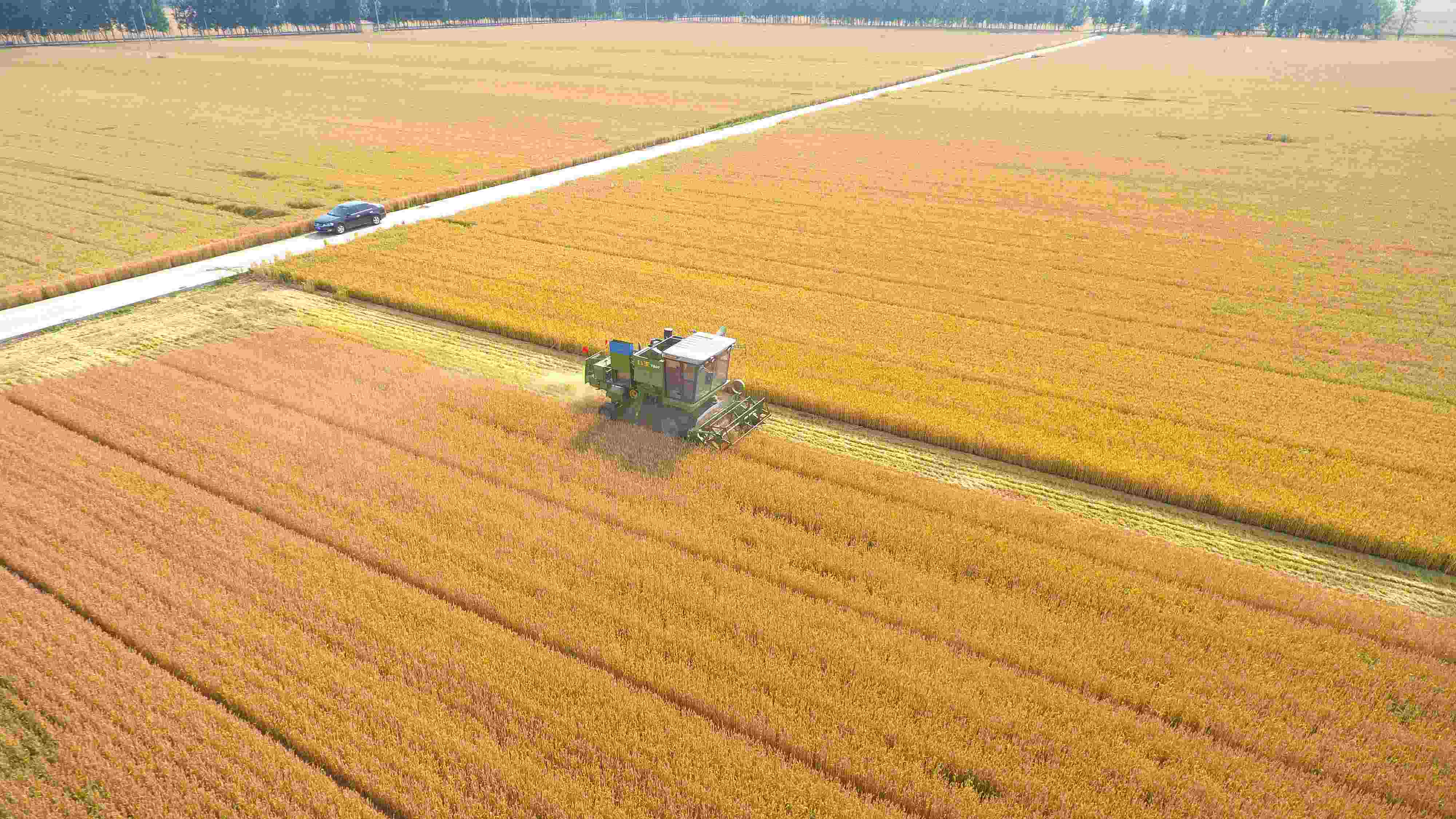 △ 2023年6月5日，山東聊城茌平區(qū)賈寨鎮(zhèn)王藥包村，收割機在田間進行小麥收割作業(yè)。