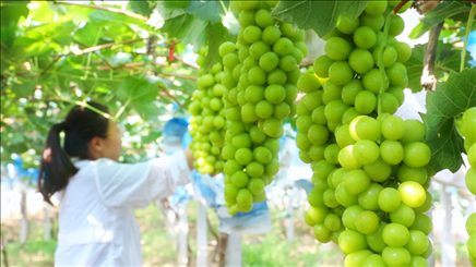 小屯村葡萄園里的陽(yáng)光玫瑰葡萄。肖俊楠攝