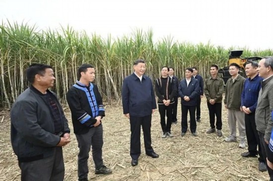 2023年12月14日，習近平總書記在廣西來賓市國家現(xiàn)代農(nóng)業(yè)產(chǎn)業(yè)園黃安優(yōu)質(zhì)“雙高”糖料蔗基地考察。
