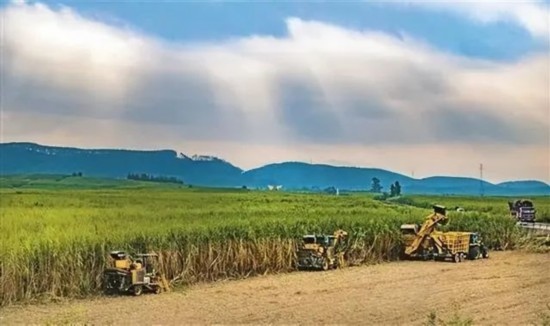 廣西來賓市興賓區(qū)鳳凰鎮(zhèn)黃安村“雙高”糖料蔗基地里，收割機手正在機械化砍收糖蔗。