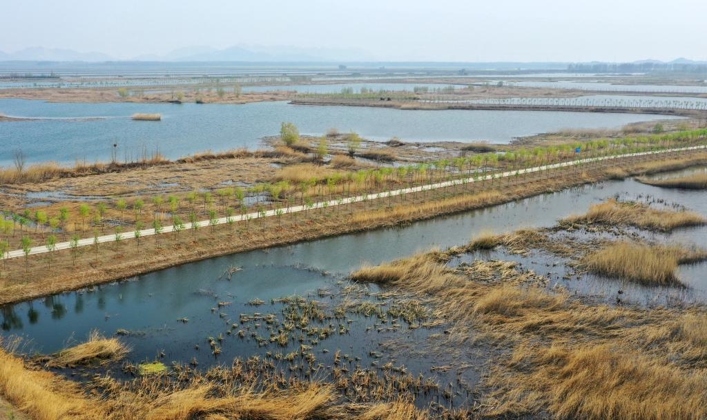 位于天津市薊州區(qū)的于橋水庫(kù)入庫(kù)河口濕地一景（資料照片）。新華社記者李然 攝