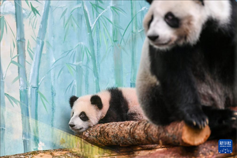 這是3月8日在俄羅斯莫斯科動(dòng)物園拍攝的大熊貓“喀秋莎”（左）和媽媽“丁丁”。新華社記者 曹陽 攝