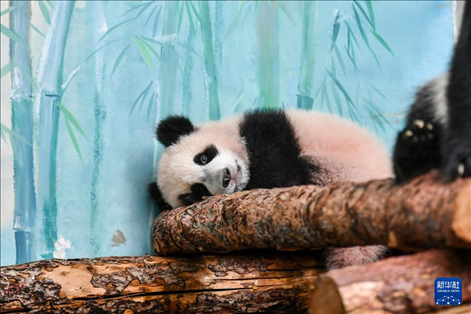 這是3月8日在俄羅斯莫斯科動(dòng)物園拍攝的大熊貓“喀秋莎”。新華社記者 曹陽 攝