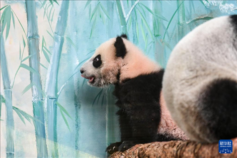 這是3月8日在俄羅斯莫斯科動(dòng)物園拍攝的大熊貓“喀秋莎”。新華社記者 曹陽 攝