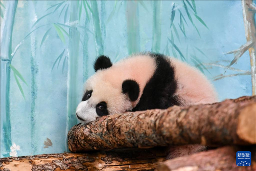 這是3月8日在俄羅斯莫斯科動(dòng)物園拍攝的大熊貓“喀秋莎”。新華社記者 曹陽 攝