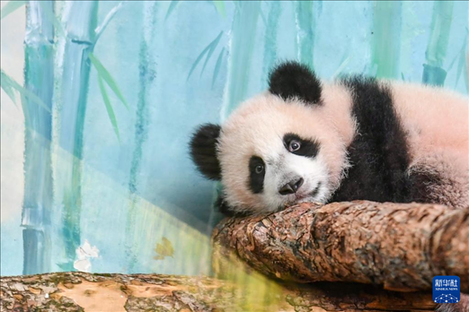 這是3月8日在俄羅斯莫斯科動(dòng)物園拍攝的大熊貓“喀秋莎”。新華社記者 曹陽 攝