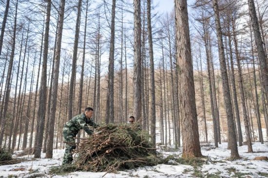 3月14日，在伊春森工集團(tuán)美溪林業(yè)局公司一處森林可持續(xù)經(jīng)營(yíng)試點(diǎn)樣地，工作人員在整理林下剩余物。新華社記者 謝劍飛 攝