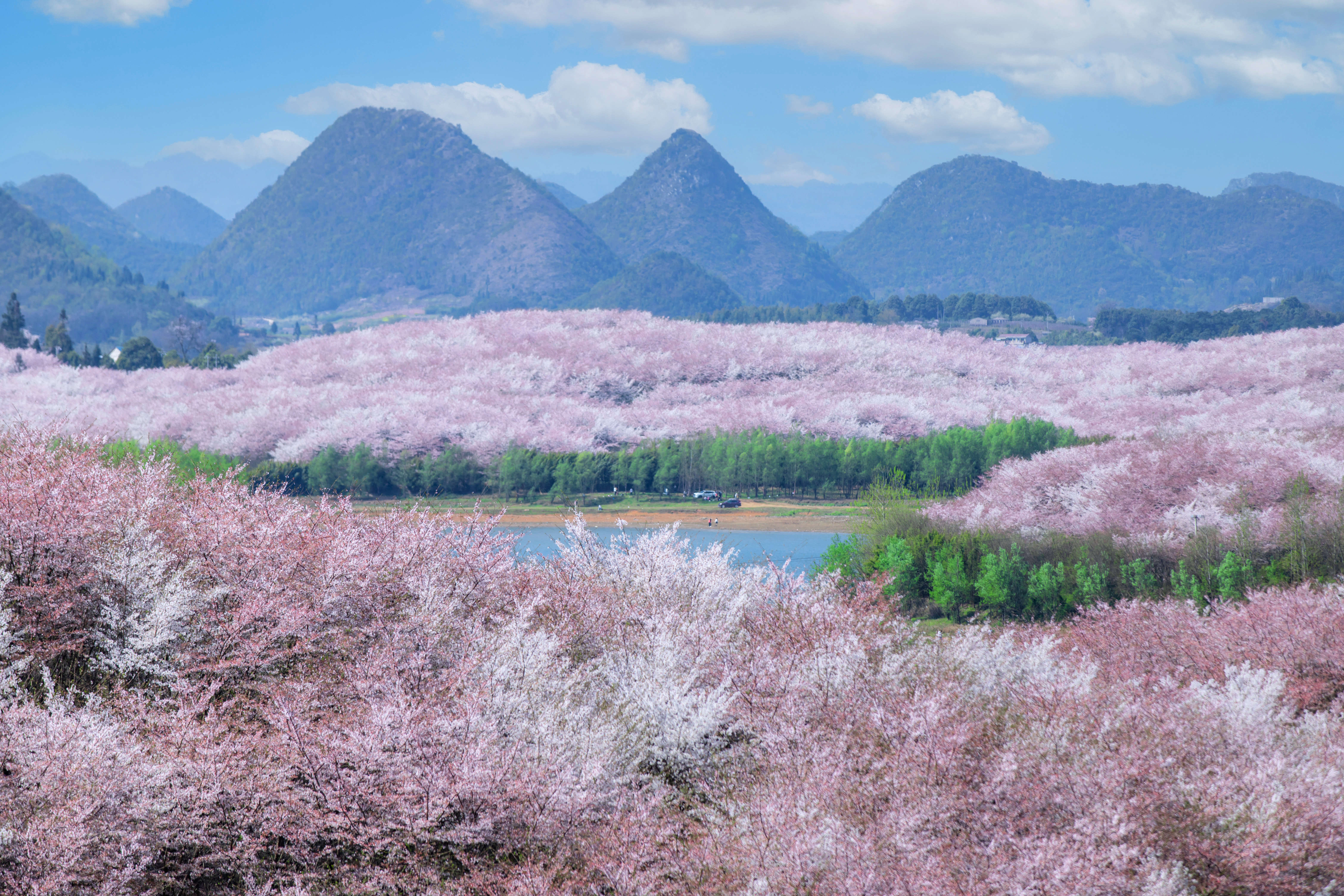 貴安櫻花園內(nèi)萬畝櫻花盛放。楊明亮 攝
