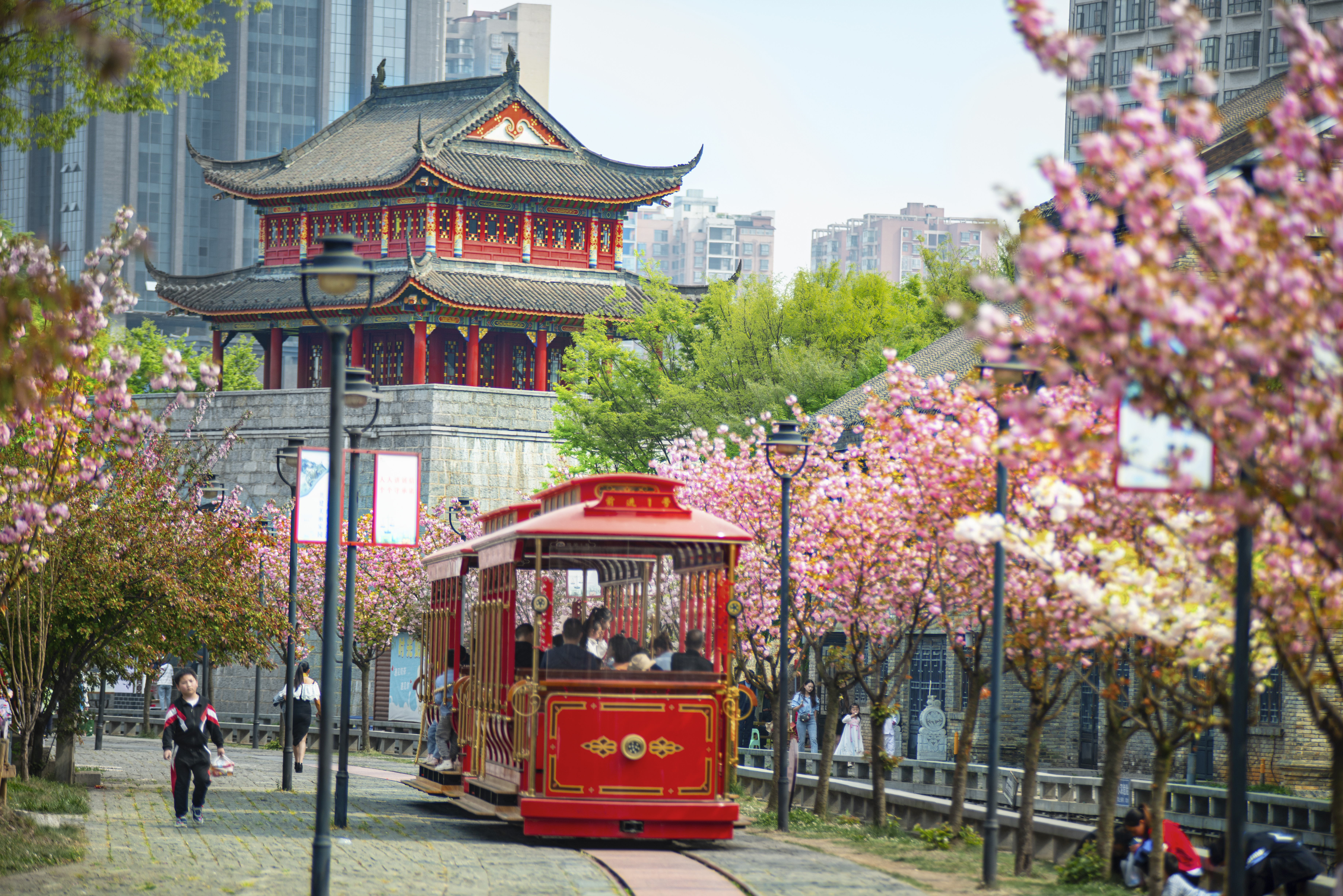 水城古鎮(zhèn)櫻花綻放，游客乘坐觀光小火車游覽美景。何育勇 攝