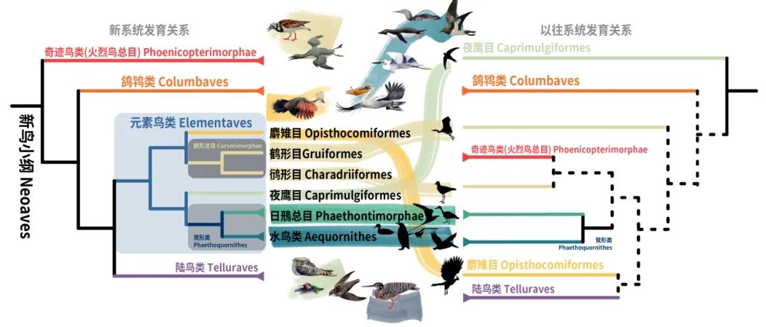 新鳥小綱主要類群的分類變動。浙江大學(xué)供圖