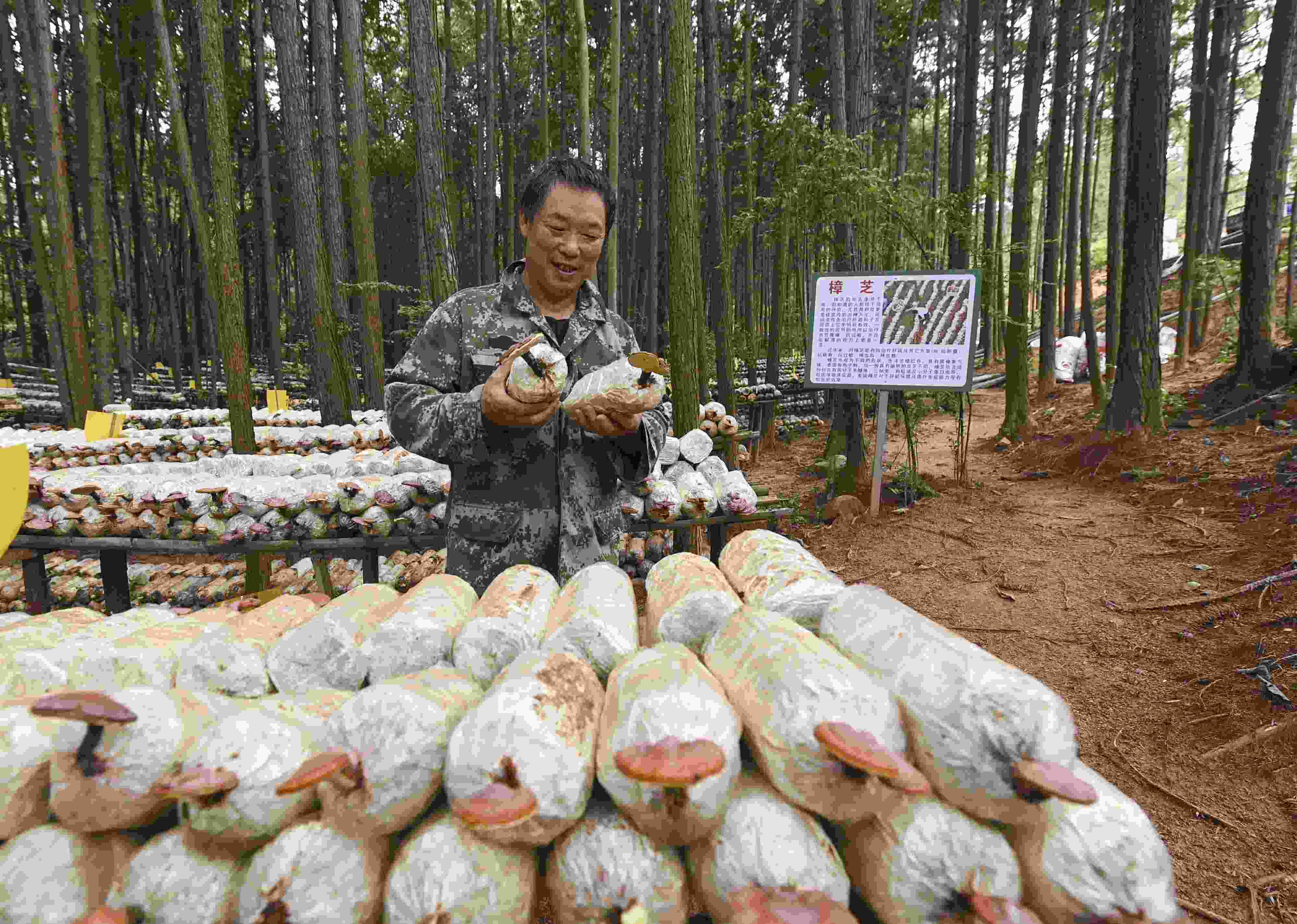 2023年9月21日，江西省撫州市，廣昌縣旴江生態(tài)公益林場，種植戶正在查看樟芝等食用菌的生長情況。