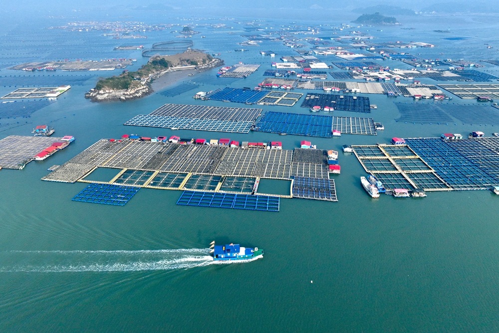 這是2024年1月11日拍攝的福建省寧德市霞浦縣海上養(yǎng)殖區(qū)（無(wú)人機(jī)照片）。新華社記者 姜克紅 攝