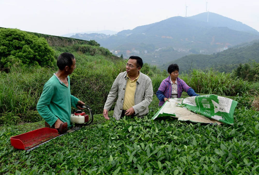 2024年5月9日，在福建省安溪縣西坪鎮(zhèn)珠洋村，科技特派員（中）在指導(dǎo)茶農(nóng)使用機(jī)器科學(xué)化采收茶葉。新華社記者 魏培全 攝
