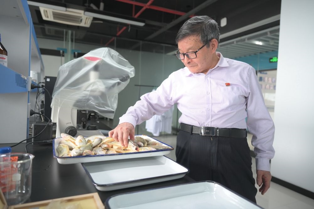 2024年5月8日，劉家富在位于福建省寧德市科技服務(wù)中心大樓的海水養(yǎng)殖生物育種全國(guó)重點(diǎn)實(shí)驗(yàn)室了解大黃魚的培育情況。新華社記者 林善傳 攝