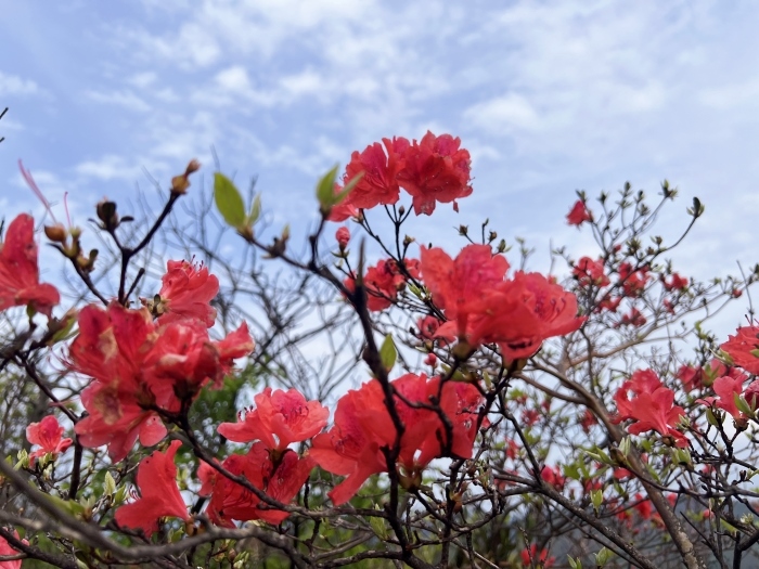 陽明山的杜鵑花。人民網(wǎng) 高清揚攝