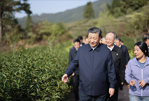 2021年3月22日下午，習(xí)近平在福建省南平市武夷山市星村鎮(zhèn)燕子窠生態(tài)茶園，察看春茶長(zhǎng)勢(shì)，了解當(dāng)?shù)夭璁a(chǎn)業(yè)發(fā)展情況。