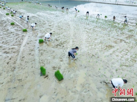 圖為5月21日，航拍綏陽(yáng)縣旺草中學(xué)學(xué)生在旺草萬(wàn)畝大壩體驗(yàn)插秧。唐哲 攝