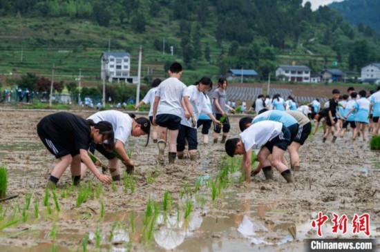 圖為5月21日，綏陽(yáng)縣旺草中學(xué)學(xué)生在旺草萬(wàn)畝大壩體驗(yàn)插秧。唐哲 攝