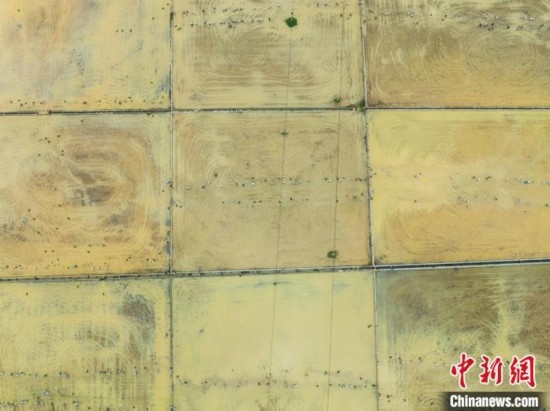 圖為5月21日，航拍綏陽(yáng)縣旺草中學(xué)學(xué)生在旺草萬(wàn)畝大壩體驗(yàn)插秧。唐哲 攝