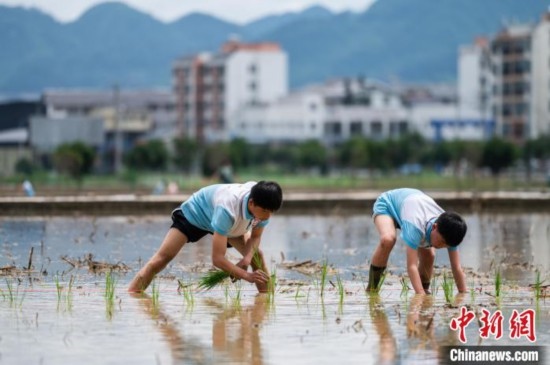 圖為5月21日，兩名學(xué)生在綏陽(yáng)縣旺草萬(wàn)畝大壩體驗(yàn)插秧。唐哲 攝