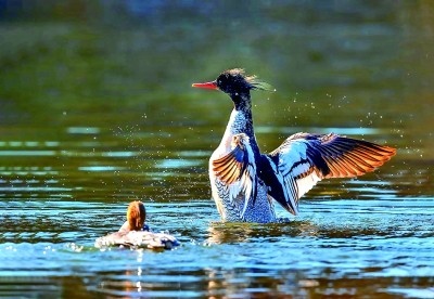 豐林國(guó)家級(jí)自然保護(hù)區(qū)內(nèi)的中華秋沙鴨 圖為龍江森工集團(tuán)融媒體中心提供。