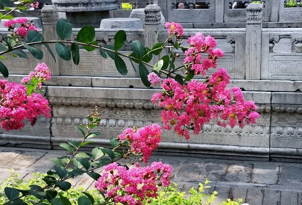 夏天的故宮一角。故宮博物院供圖