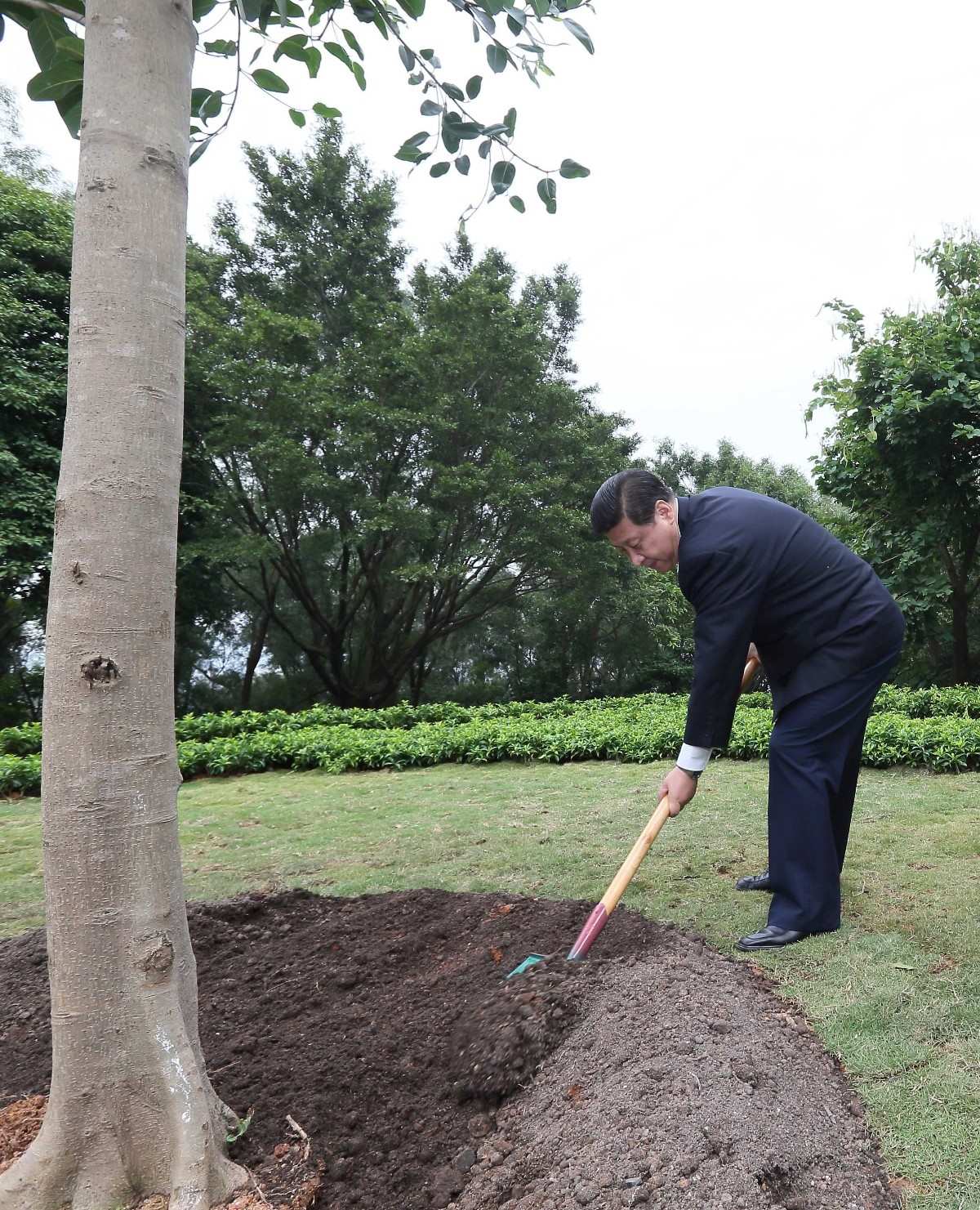 2012年12月8日，習(xí)近平在深圳蓮花山公園種下一棵高山榕樹。