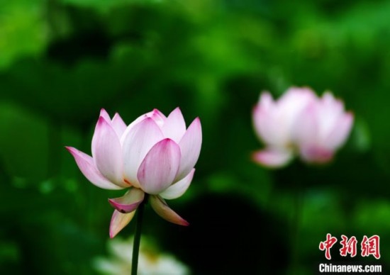 6月19日，時值一年畢業(yè)季，四川大學(xué)望江校區(qū)荷花池里的荷花盛開，成為了畢業(yè)生們的打卡圣地，吸引了眾多畢業(yè)生拍照留念。圖為盛開的荷花。中新社記者 安源 攝