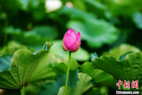 6月19日，時值一年畢業(yè)季，四川大學(xué)望江校區(qū)荷花池里的荷花盛開，成為了畢業(yè)生們的打卡圣地，吸引了眾多畢業(yè)生拍照留念。圖為含苞待放的荷花。中新社記者 安源 攝