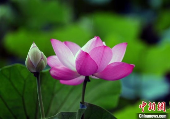 6月19日，時值一年畢業(yè)季，四川大學(xué)望江校區(qū)荷花池里的荷花盛開，成為了畢業(yè)生們的打卡圣地，吸引了眾多畢業(yè)生拍照留念。圖為盛開的荷花。中新社記者 安源 攝