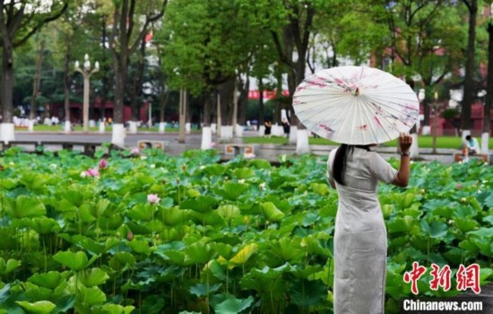 6月19日，時值一年畢業(yè)季，四川大學(xué)望江校區(qū)荷花池里的荷花盛開，成為了畢業(yè)生們的打卡圣地，吸引了眾多畢業(yè)生拍照留念。圖為畢業(yè)生在荷花池邊拍照留念。中新社記者 安源 攝
