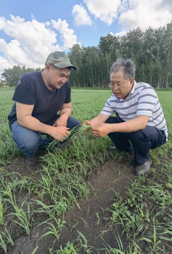 6月21日，西北農(nóng)林科技大學(xué)張正茂教授（右）在哈薩克斯坦北哈州農(nóng)業(yè)科技示范園與當(dāng)?shù)貙＜艺{(diào)查小麥苗情。新華社發(fā)（受訪者供圖）