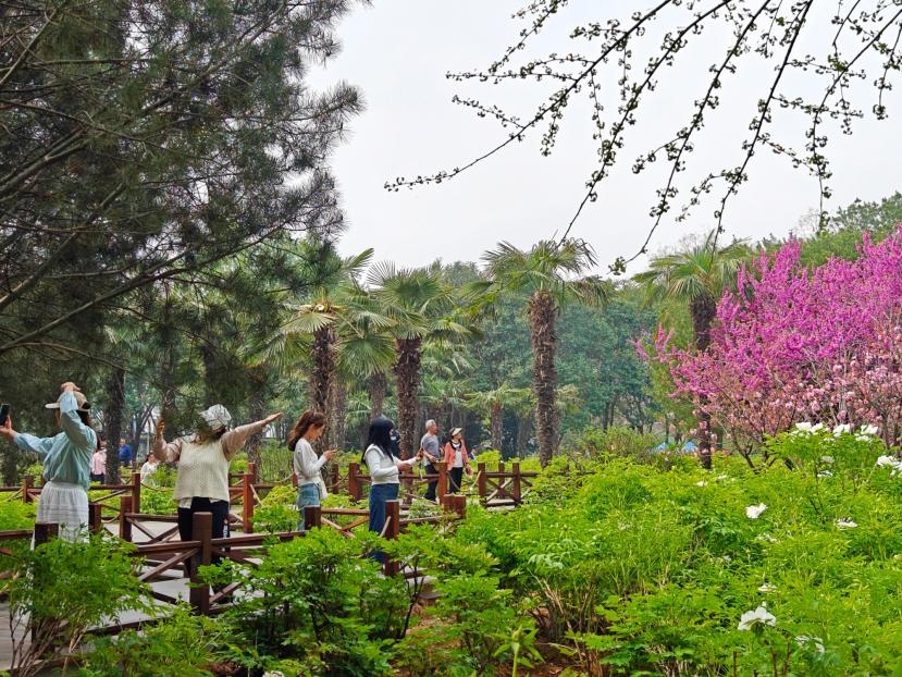 在河南省洛陽市中國國花園，游客漫步花海、自拍留念。人民網(wǎng) 王雅蝶攝