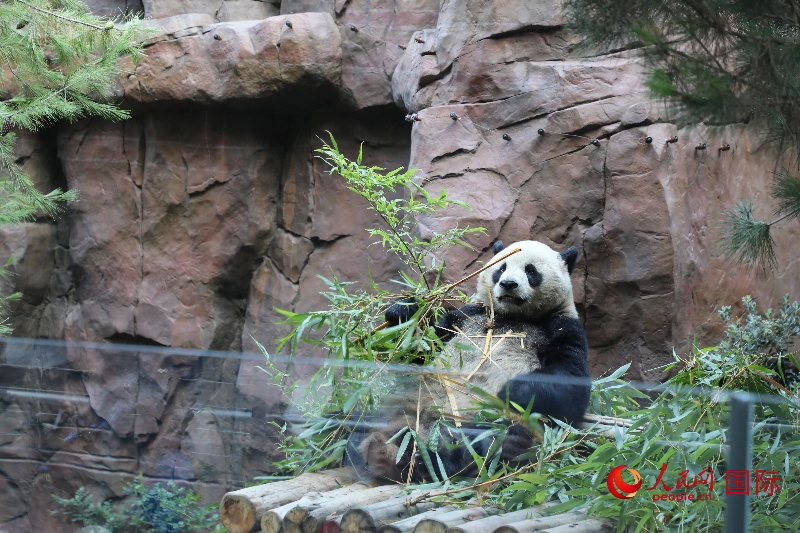 2、“云川”和“鑫寶”落戶圣迭戈動物園，開啟了新一輪中美大熊貓保護合作。 人民網(wǎng)記者 李志偉攝 (1)