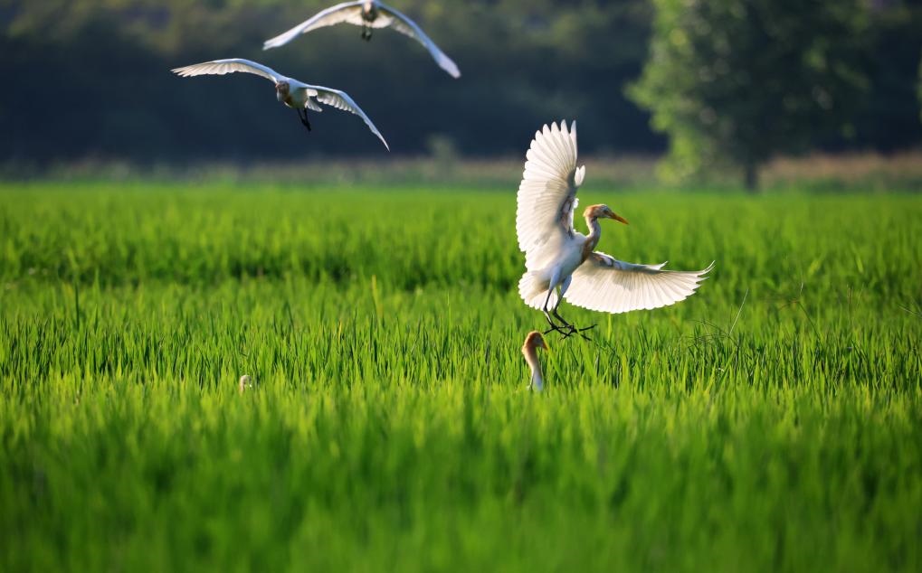2023年8月7日，鷺鳥在山東省臨沂市郯城縣郯城街道水稻田間飛舞。新華社發(fā)（張春雷 攝）
