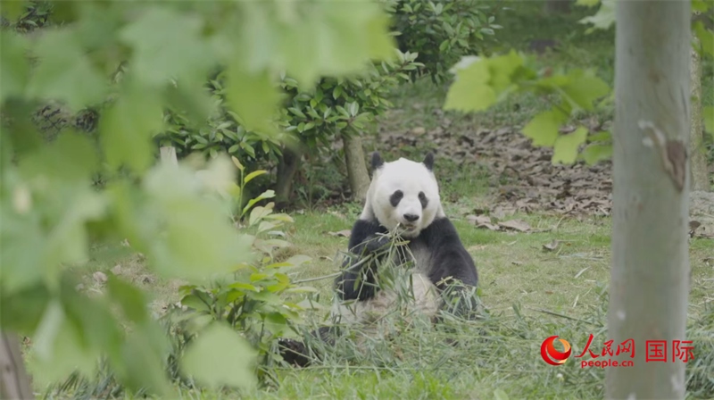 成都大熊貓繁育研究基地的熊貓。人民網(wǎng)記者 張榮攝