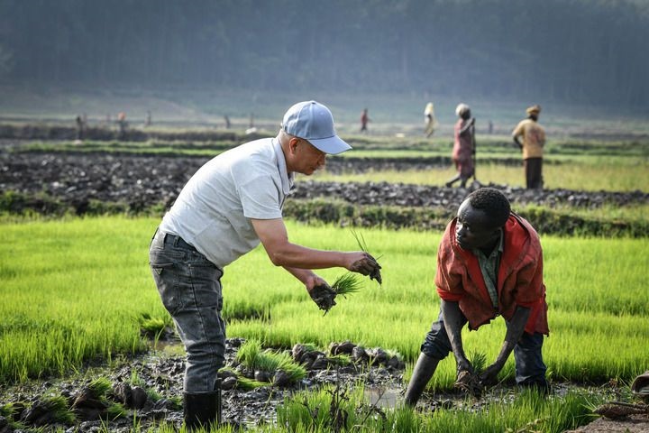 2024年8月14日，在盧旺達(dá)南方省胡耶區(qū)的中國(guó)援盧旺達(dá)農(nóng)業(yè)技術(shù)示范中心，水稻專(zhuān)家鄭瑞金（左）在稻田里指導(dǎo)當(dāng)?shù)氐巨r(nóng)進(jìn)行秧苗移栽。新華社記者 韓旭 攝