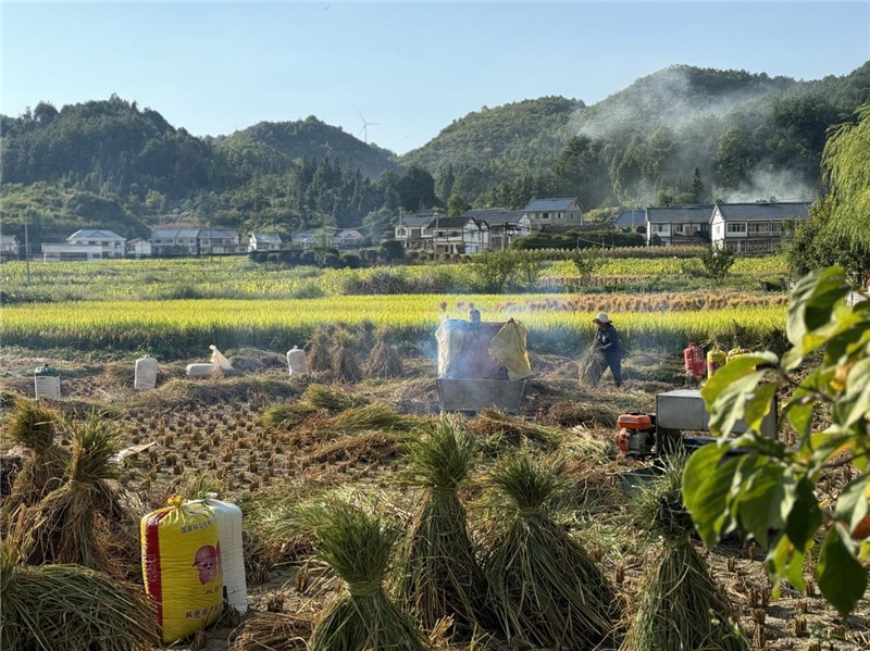 “豐收”是秋天的關(guān)鍵詞，田間煙火氣，最撫凡人心。打谷機、蛇皮袋、抱稻禾、捆秸稈……這是鄉(xiāng)土中國廣大農(nóng)村收割稻谷的經(jīng)典場景，也是不少干過農(nóng)活的人的獨家記憶。告別了打谷機，擁抱機械化，改變的是生產(chǎn)工具，不變的是三農(nóng)情懷。農(nóng)為邦本，本固邦寧，每一個親吻土地、珍惜糧食的日子都值得被尊敬，被緬懷，被憧憬?？疾靾F(tuán)中的謝里克·科爾茹姆巴耶夫是《哈薩克斯坦實業(yè)報》的總編輯，也是一位“生活觀察家”，田間里揮汗收割的村民引起了他的興趣，他感嘆道：人們勞作的過程總是令人賞心悅目。這就是中外共鳴的“鄉(xiāng)愁”吧。 （烏茲別克斯坦《人民言論報》副總編輯魯斯蘭·肯扎耶夫攝）