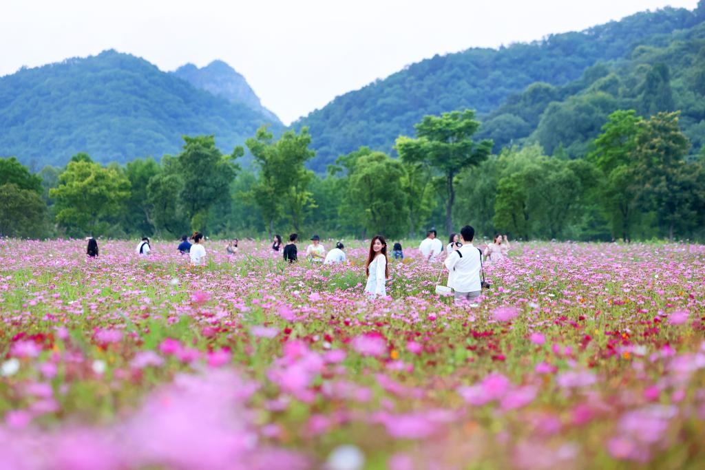 6月8日，游人在浙江省杭州市西湖區(qū)雙浦鎮(zhèn)銅鑒湖畔的花海中游覽。新華社發(fā)（周方玲 攝）