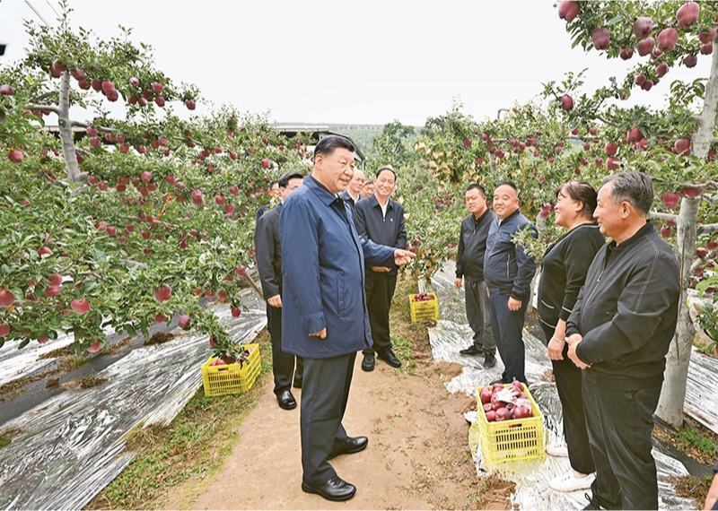 2024年9月10日至13日，中共中央總書記、國家主席、中央軍委主席習近平在甘肅考察。這是11日上午，習近平在天水市麥積區(qū)南山花牛蘋果基地考察時，走進果林了解相關種植、技術和管理情況。 新華社記者 謝環(huán)馳/攝