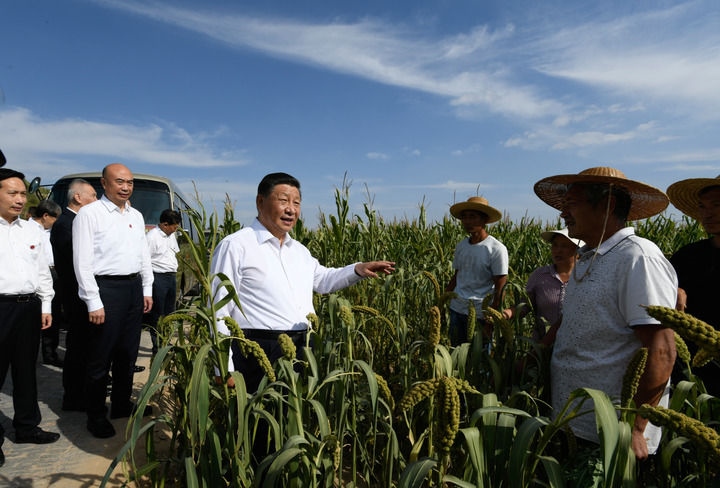 2021年9月13日至14日，中共中央總書記、國家主席、中央軍委主席習(xí)近平在陜西省榆林市考察。這是13日下午，習(xí)近平在米脂縣銀州街道高西溝村臨時下車，察看糧食作物長勢，同正在田間勞作的老鄉(xiāng)拉家常。新華社記者 李學(xué)仁 攝